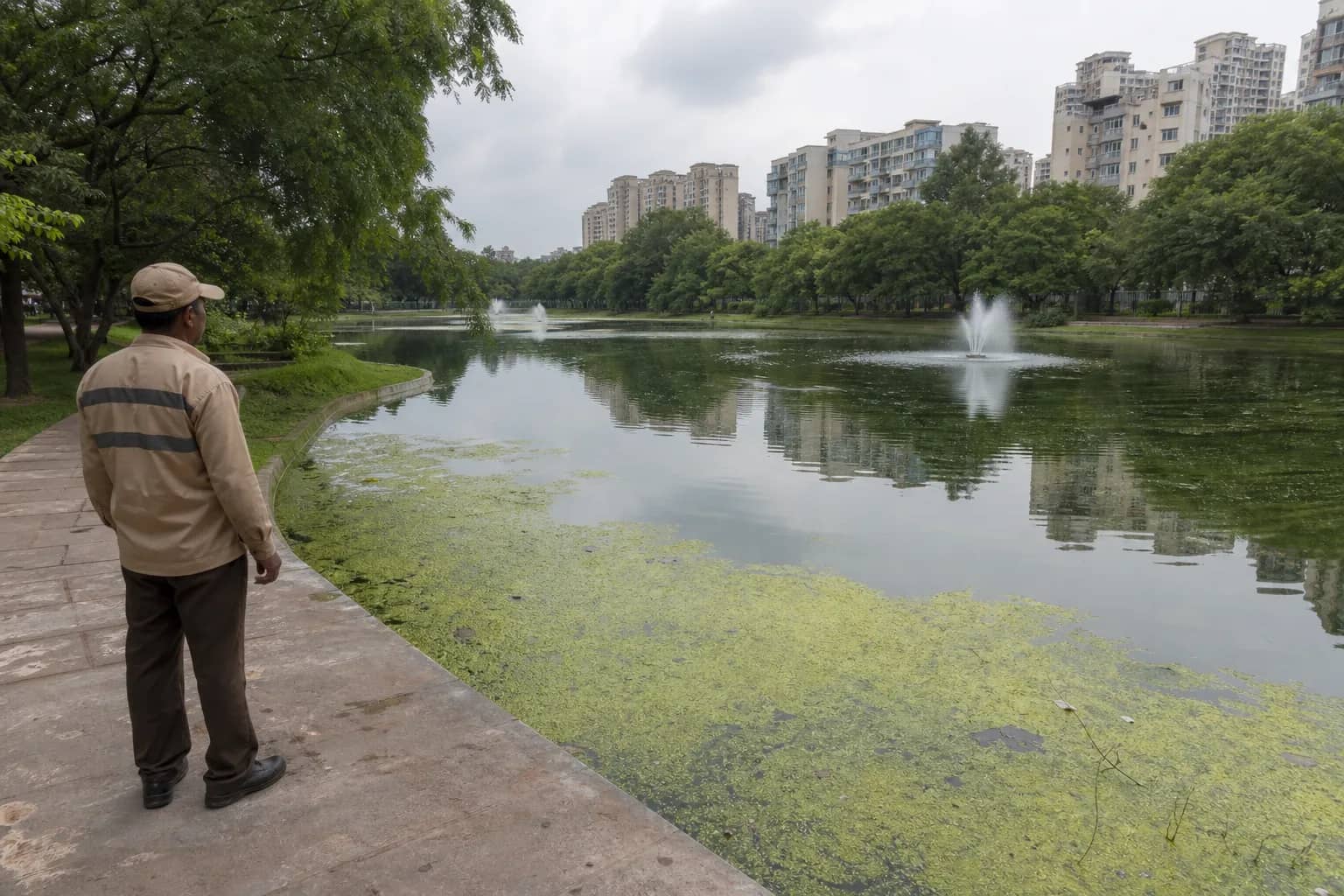 Algae and Stench Cloud Silokhra Pond Months After Rs 3 Crore Restoration