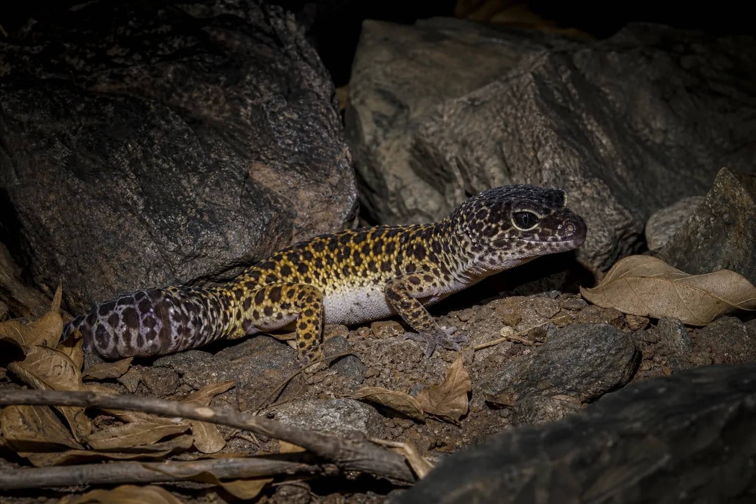 Leopard Gecko Recorded at Gurugram's Aravali Biodiversity Park