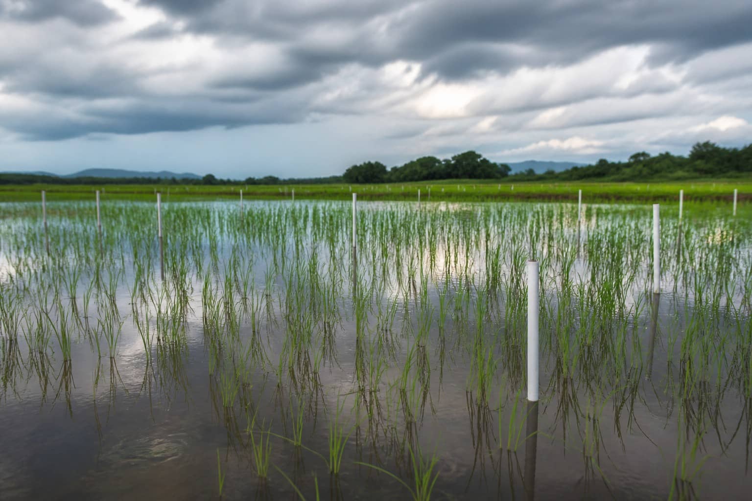 Illustrative rice trial plot and lab greenhouse at an agricultural research campus