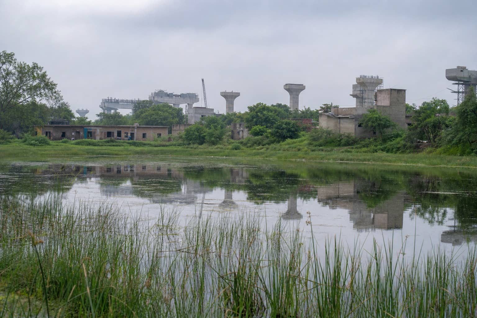 Village pond with reeds at the edge of a Gurugram construction corridor