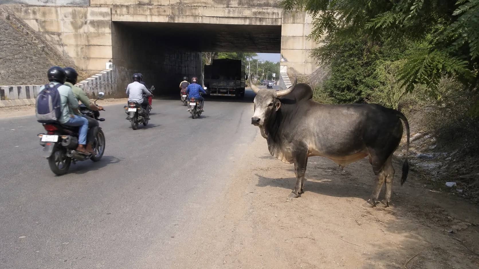 Stray cattle near a rural road underpass outside Varanasi