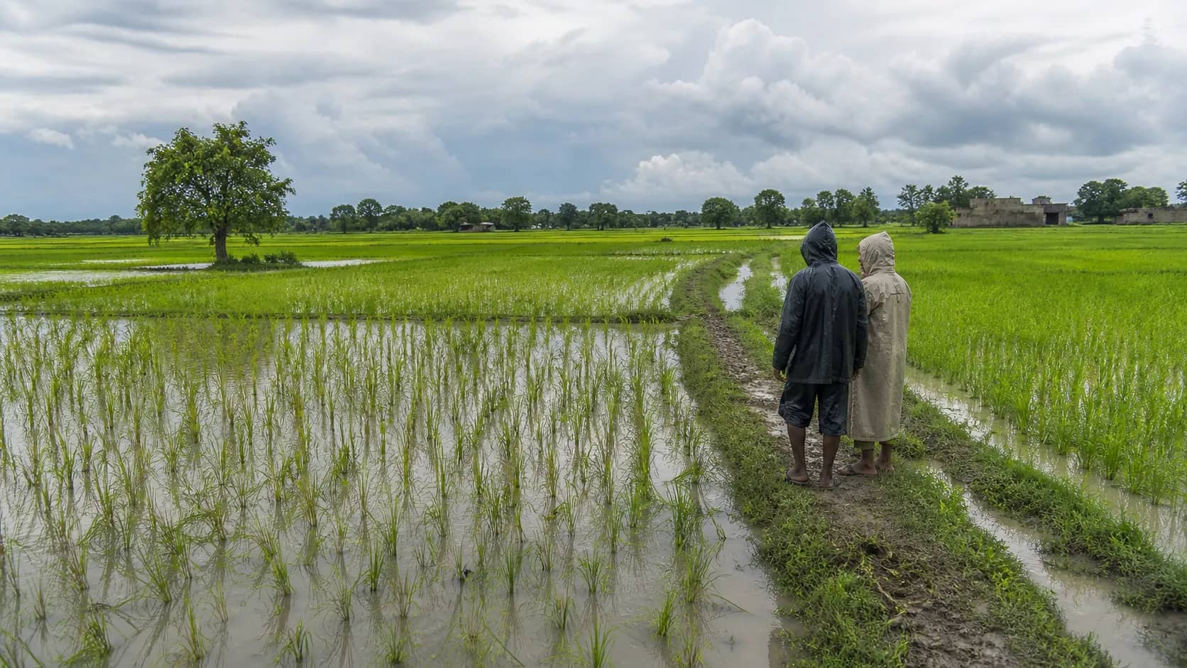 Dark monsoon clouds over green paddy fields outside Varanasi
