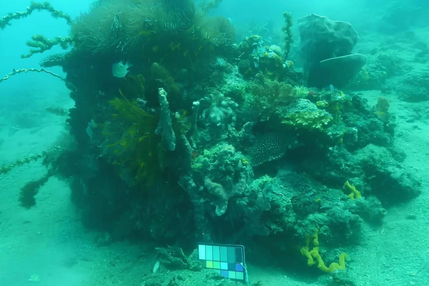 EyeROV explained: Kochi's underwater ROVs for inspection and defence work